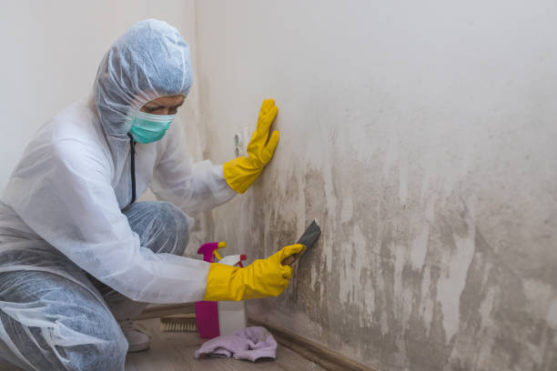 Best Mold Remediation  in North Laurel, MD