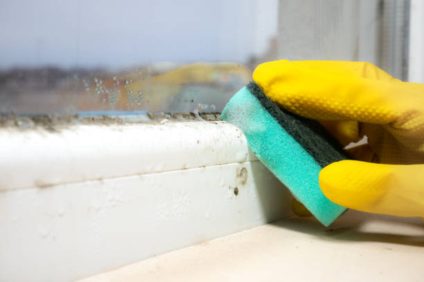 Best Mold Cleaning Services  in North Laurel, MD