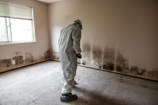 Best Certified Mold Removal  in North Laurel, MD